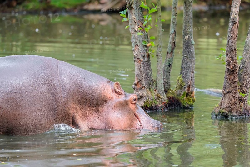 A full-grown hippopotamus (Hippopotamus amphibius) wades through shallow water. Democratic Republic of the Congo, Uganda, Tanzania, Kenya, Ethiopia, Somalia, Sudan, Gambia, South Africa