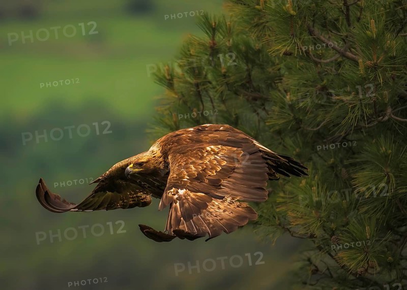 Golden eagle (Aquila Chrysaetos) in flight in the foothills of the Pyrenees in the province of Lleida, Pyrenees, Spain