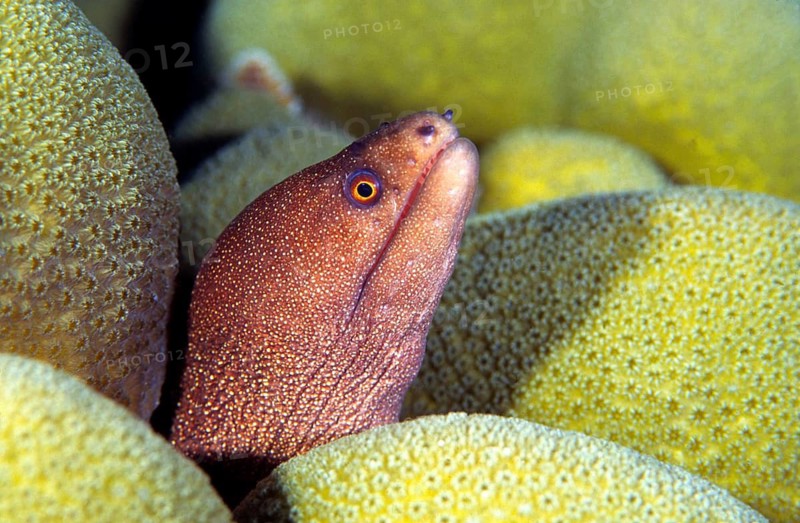 Rainbow moray, predatory fish, fish, animals, Caribbean, Central America