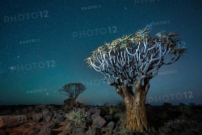 Quiver trees (Aloe dichotoma), night shot with starry sky, quiver tree forest in Garaspark near Keetmanshoop, Karas Region, Namibia
