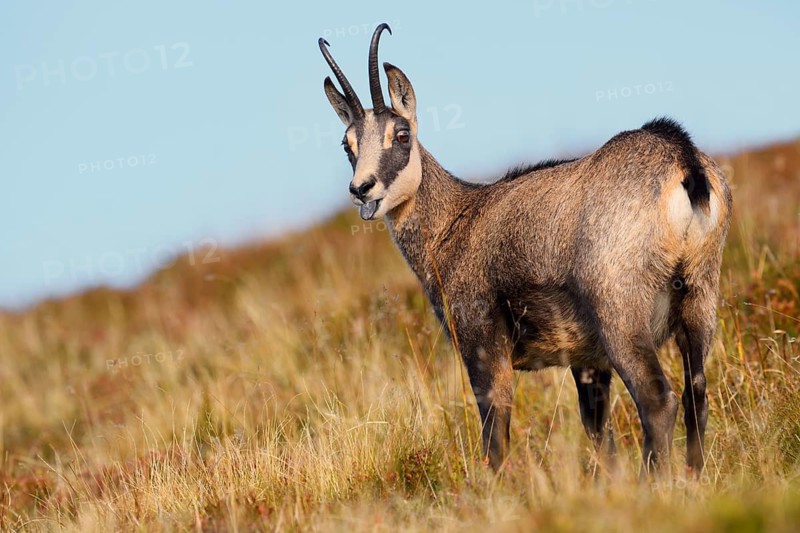Chamois (Rupicapra rupicapra) in autumn, Vosges, France
