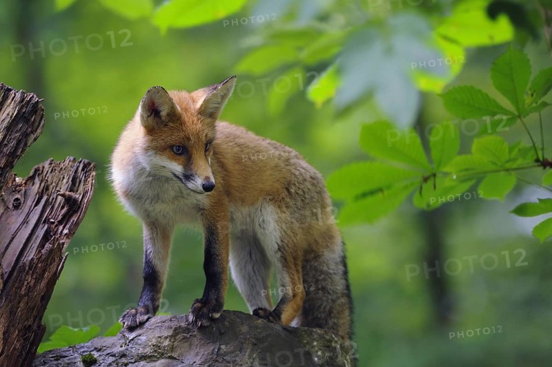 Fox, red fox, vulpes vulpes, foraging, young animal, mammals, wildlife
