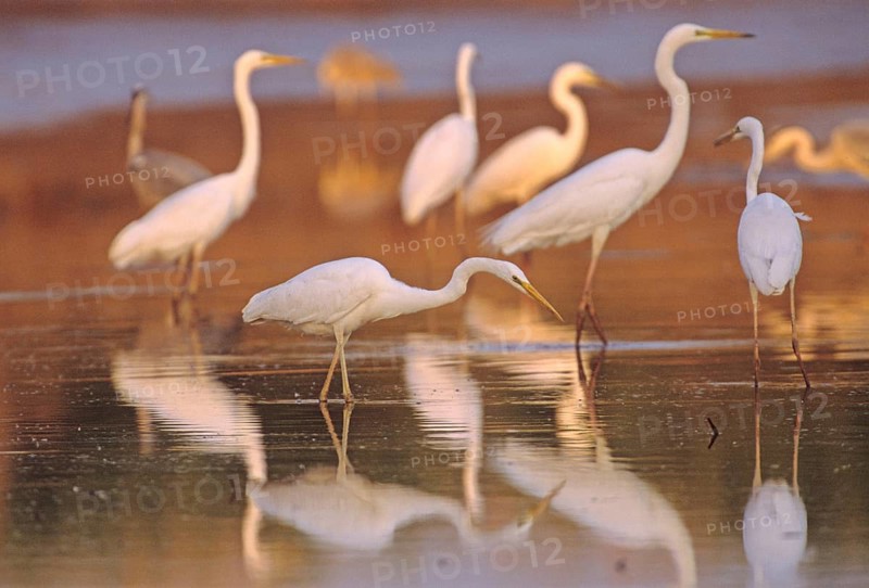 Animals, birds, great white egret, group, several, (Casmerodius albus), Everglades National Park, Florida, USA, Everglades, Florida, USA