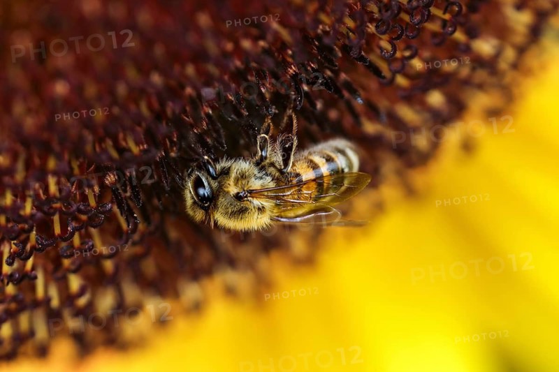 A bee collects pollen on a sunflower, visible in detail, sunflower with bee, collects pollen, Germany