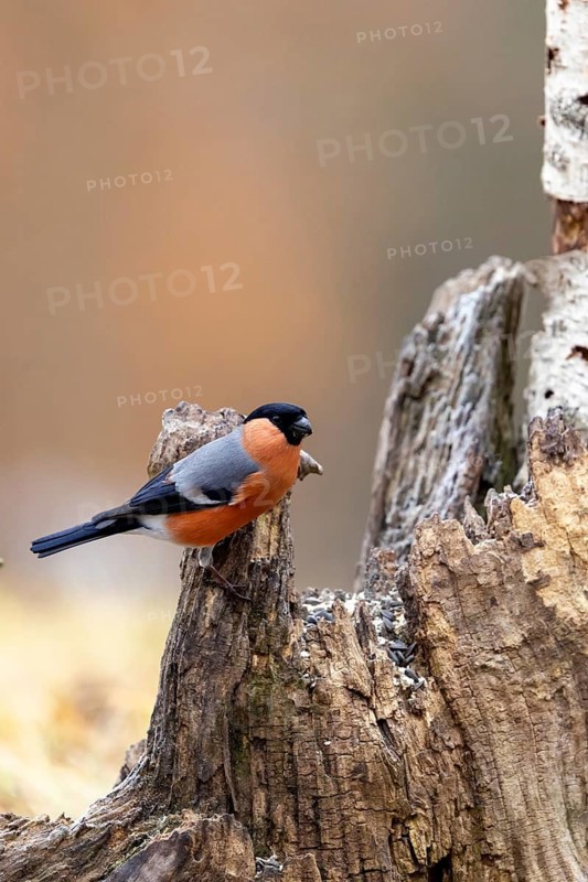A bullfinch perched on a tree stump in an autumnal forest, surrounded by warm earthy colours, a male bullfinch (Pyrrhula pyrrhula) on a tree trunk, Baden-Württemberg, Germany