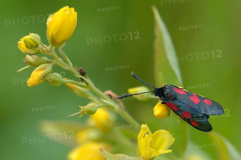 Wetland ram, five-spot burnet, clover ram, marsh horn clover ram, zygaena trifolii, blood droplets, butterfly, insects, moths, moths, moths, moths, moths, moths, ram