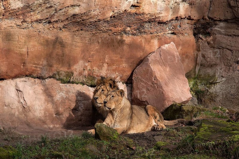 A pair of lions (Panthera leo) in front of a rock face at the Tiergarten, Am Tiergarten 30, Nuremberg, Middle Franconia, Bavaria, Germany. PR available