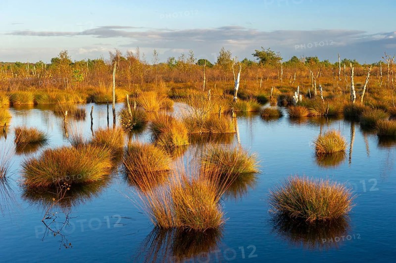 Herbstliches Rehdener Geestmoor, Rehden, Lower Saxony, Germany