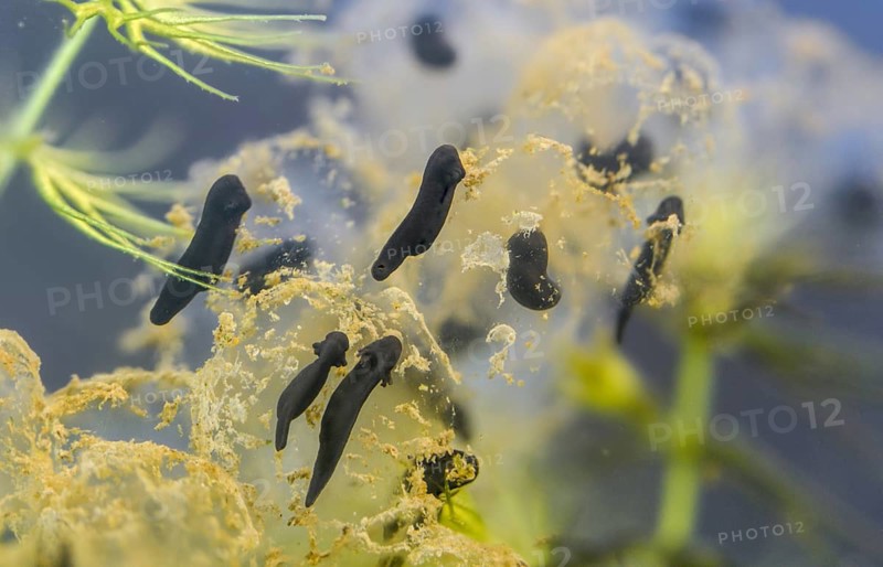 Common frog, common frog, rana temporaria, amphibians, amphibians, freshly hatched, frog, frog, young animal, juvenile, tadpole, larva, amphibians, hatching, tadpole