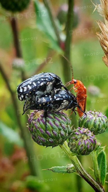 A mourning rose chafer (Oxythyrea funesta) mating and a Common red soldier beetle (Rhagonycha fulva) on the green bud of a thistle, photographed in close-up against a natural backdrop, Rennsteig, Thuringian Slate Mountains nature park Park, Upper Saale