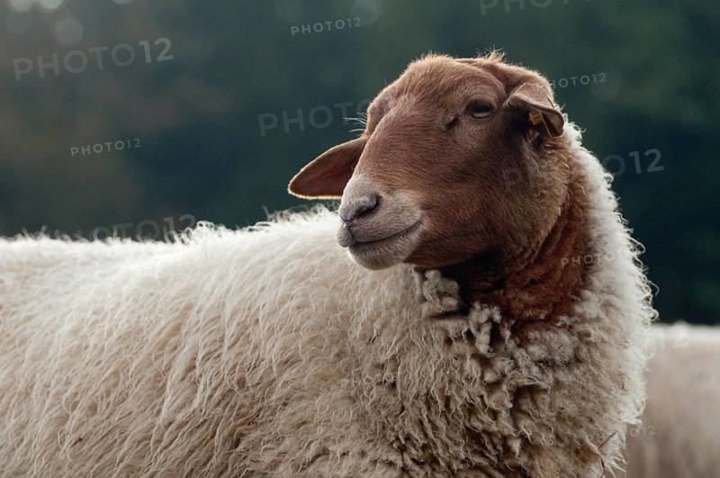 Artiodactyla, Coburg fox sheep, domestic sheep, even-toed ungulate, domestic sheep, Ovis Gmelini aries sspec.4, cloven-hoofed, domesticated animals, extensive grazing, pet, mammals, sheep, sheep, mammals, wild pastures