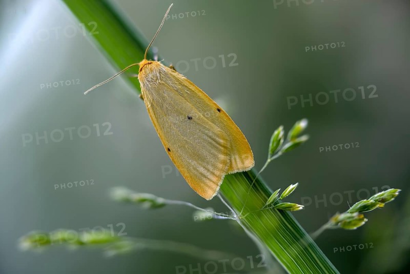 Cybosia mesomella, ivory lichen bears, four-dotted footman, insects, moths, moths, butterflies