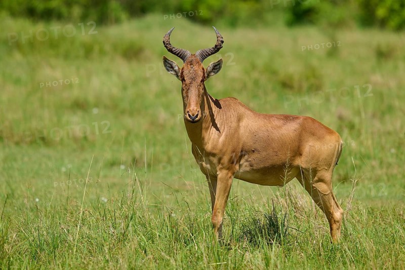 Antelope in the savannah, surrounded by green meadows in the sunshine, blackbuck or hartebeest (Alcelaphus buselaphus), Masai Mara National Reserve, Narok County, Kenya