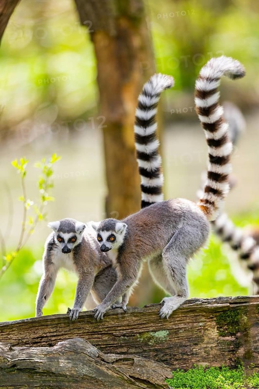 Ring-tailed lemur (Lemur catta) walking on an old tree trunk, captive, Germany