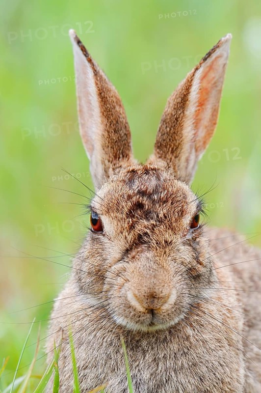 Wild rabbit (Oryctolagus cuniculus), portrait, North Rhine-Westphalia, Germany