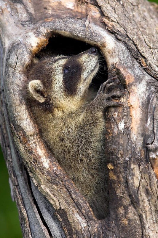 Raccoon (Procyon lotor), Minnesota, USA. A raccoon looks up curiously from a tree hollow