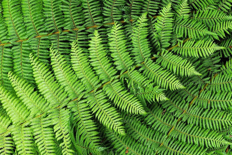 Fern, fern leaves, Fiordland National Park, World Heritage Site South West New Zealand, West Coast, South Island of New Zealand