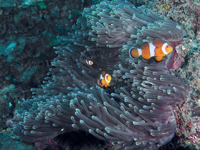 A small school of clownfish swims through a giant anemone (Stichodactyla gigantea), Spice Reef dive site, Penyapangan, Bali, Indonesia