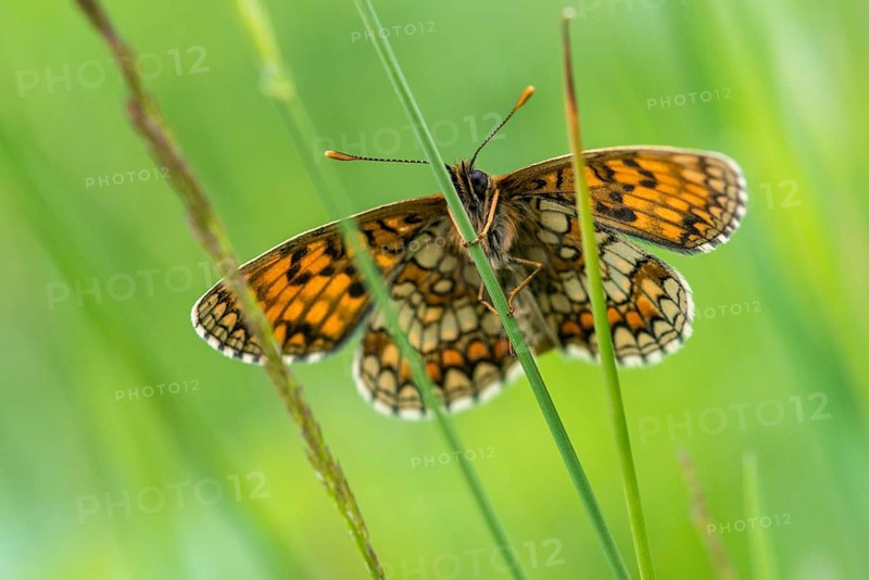 Common butterflies, heath fritillary, melitaea athalia, quail wheat moth, butterfly, insects, butterfly, butterflies, butterflies