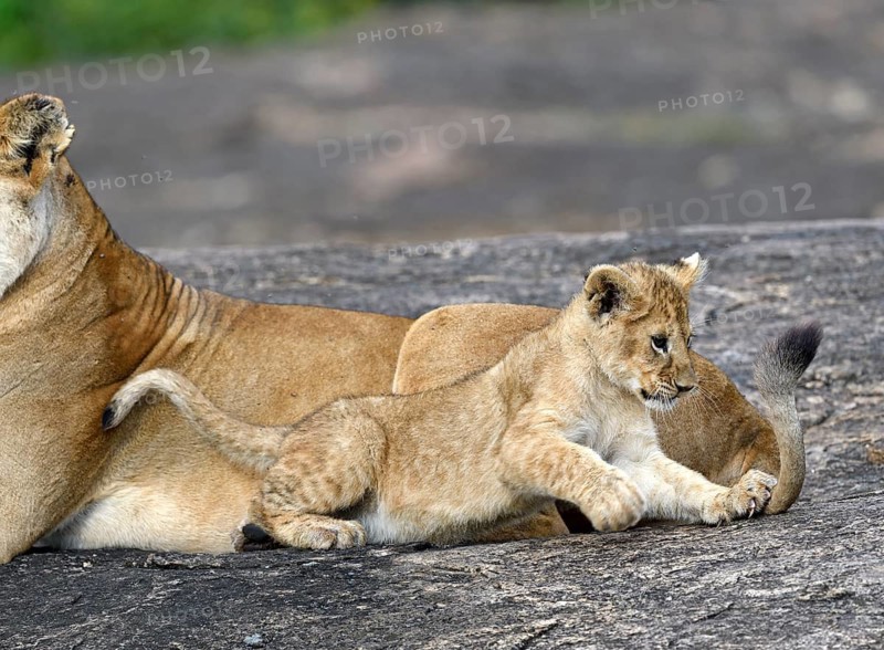 Lioness (Panthera leo) with her cub, Maasai Mara Wildlife Reserve, Kenya