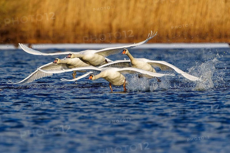 Mute swan (Cygnus olor), wildlife, Germany, swans flying in a flock over the water, their wings spread wide as they take off