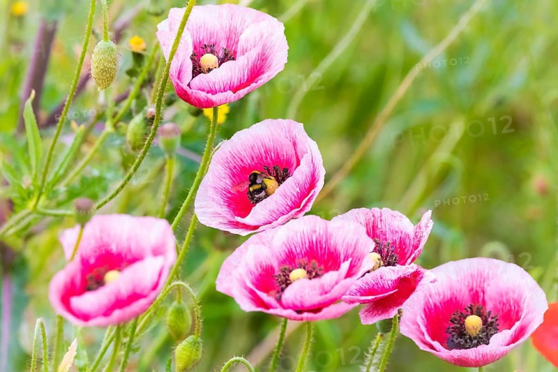 Flower, plant, blossom, flowering poppy (Papaver), poppy, corn poppy, rose, red, red poppy