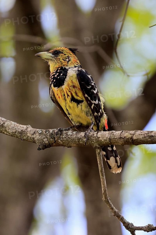 Crested Bart's Bird (Trachyphonus vaillantii), Black-backed Bart's Bird, adult, perched, tree, alert, Kruger National Park, South Africa