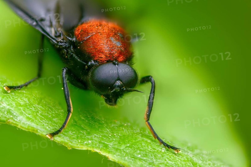 Clitellaria ephippium, red-backed soldier fly, redback gunfly, diptera, insects, two-winged