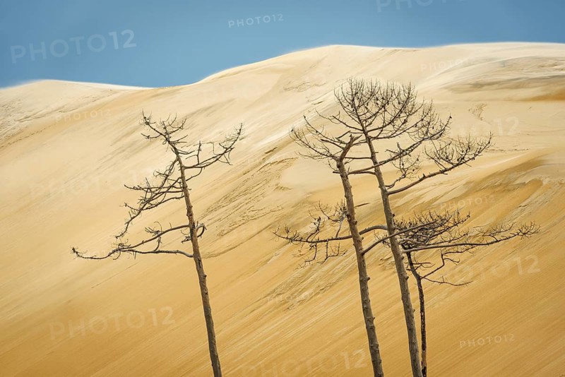 Dead trees in front of the Dune du Pilat near Arcachon on the Atlantic, France