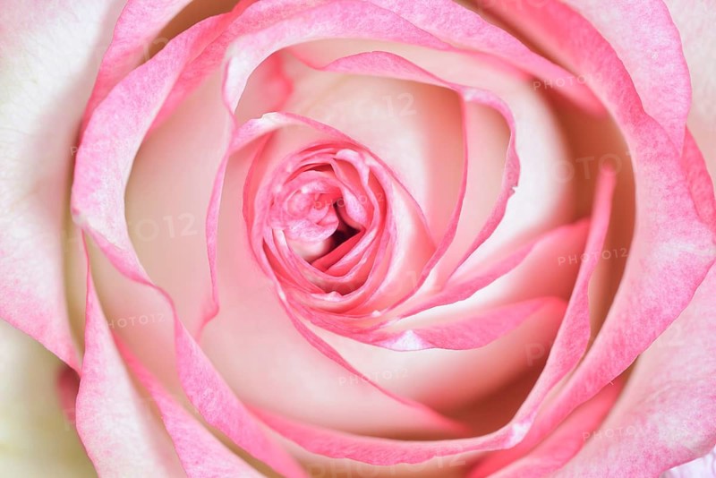 Rose (Rosa hybrid), close-up of a flower, North Rhine-Westphalia, Germany