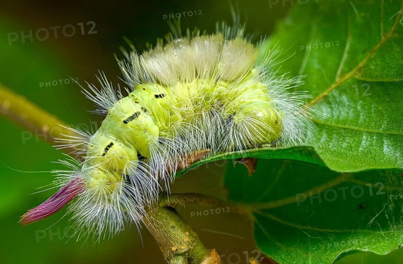 Beech extensor foot, beech redtail, calliteara pudibunda, dasychira pudibunda, elkneria pudibunda, owl moth, noctuidae, redtail, extensor foot, butterfly, inchworm, insects, moths, moths, moth, caterpillar, butterfly