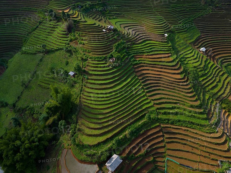 Aerial view of rice terraces setting new fresh green rice, new fresh green rice seedlings at Mù Cang Ch?i, Mu Cang Chai District, Lào Cai Province, North Vietnam, Vietnam