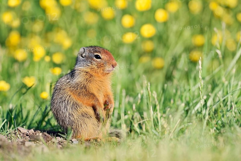 Columbia ground squirrel (Urocitellus columbianus, Spermophilus columbianus), juvenile in a flower-filled meadow, Waterton Lakes National Park, Alberta, Canada