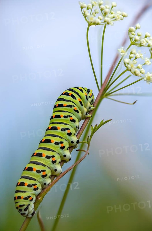 Papilio machaon, swallowtail, swallowtail, butterfly, high size, portrait, inchworm, insects, caterpillar, butterflies, butterflies, butterflies