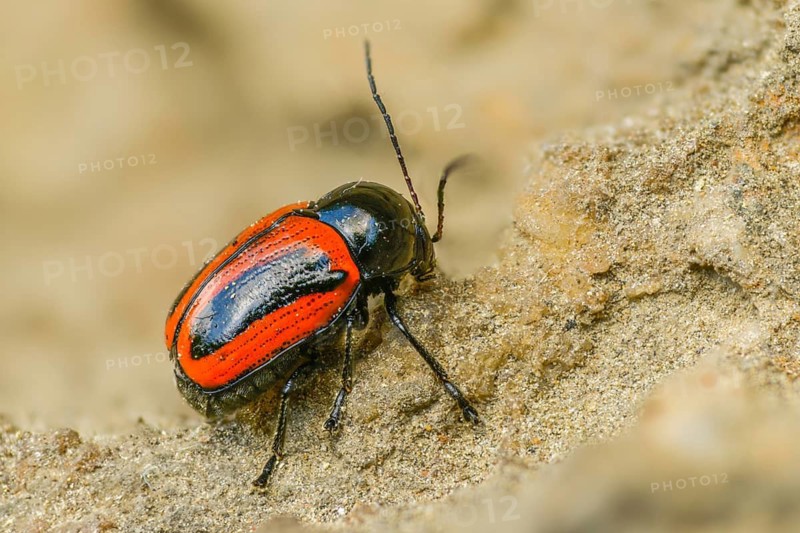Cryptocephalus bipunctatus, drop beetle, two-spotted pot beetle, two-spotted drop beetle, beetle, coleoptera, insects, beetles
