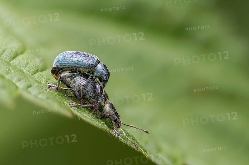 Green weevils, phyllobius spec., weevils, beetles, coleoptera, insects, copula, beetles, mating