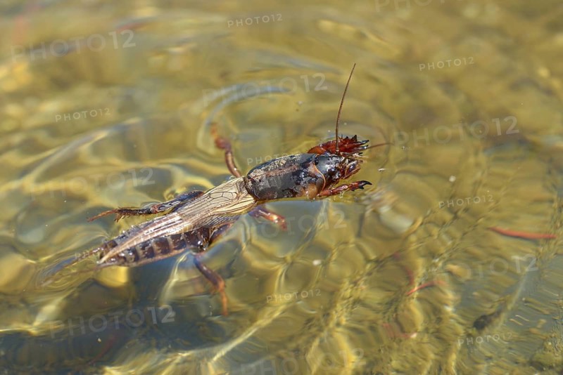 European mole cricket, grasshoppers, gryllotalpa gryllotalpa, half-devil, mole crickets, werre, dwarf, ensifera, grasshoppers, insects, insects, long-feeler scare, swimming, water