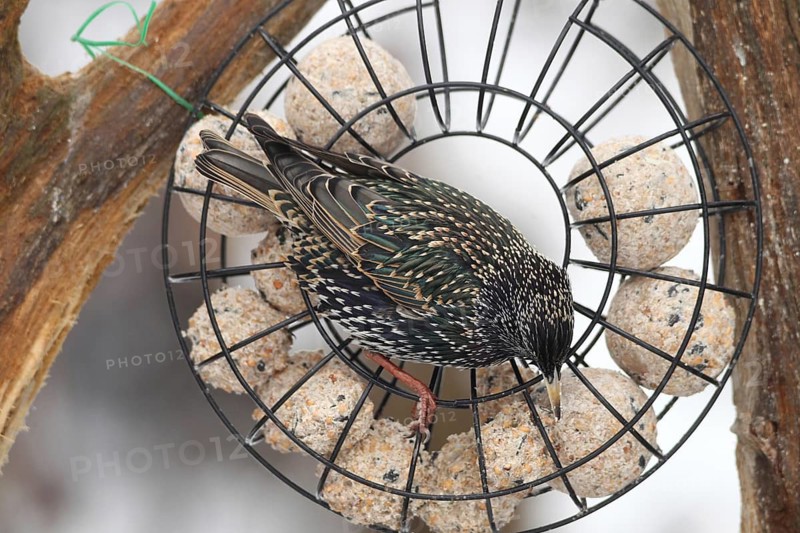 Starling (Sturnus vulgaris) at winter feeding in the forest, Allgäu, Bavaria, Germany, Allgäu, Bavaria, Germany