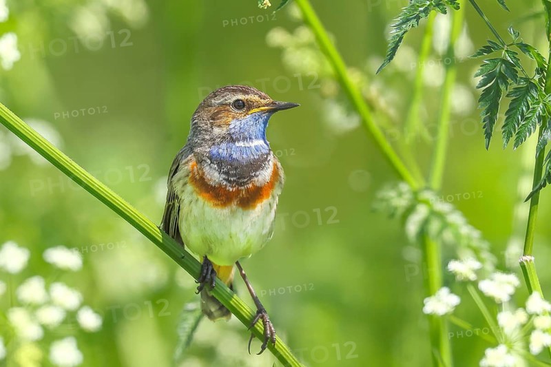 White-starred bluethroat (Luscinia svecica cyanecula), male, sitting in meadow chervil (Anthriscus sylvestris), songbird, wildlife, Ochsenmoor, nature photography, Dümmer See nature park Park, Hüde, Lower Saxony, Germany