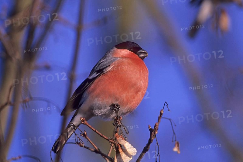 Animal Animals Bird Birds Bullfinch perched on a twig or branch (Pyrrhula pyrrhula) Finch Finches Finch-like birds Carduelidae, Germany, Federal Republic of Germany