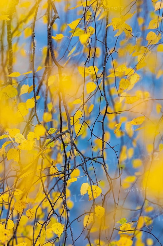 Leaves of a birch tree (Betula) in their natural colours on the shore of a lake, Aviemore, Scotland, United Kingdom