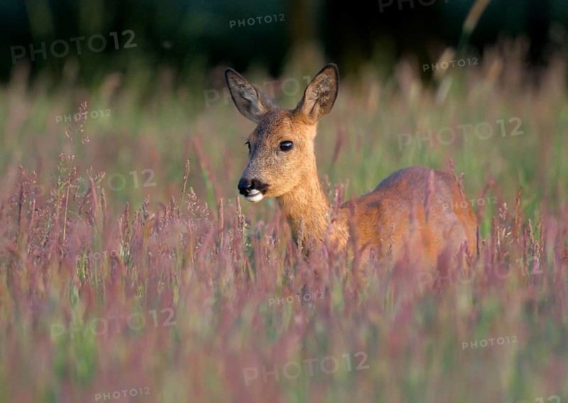 Animals Mammals Roe deer (Capreolus capreolus), Germany