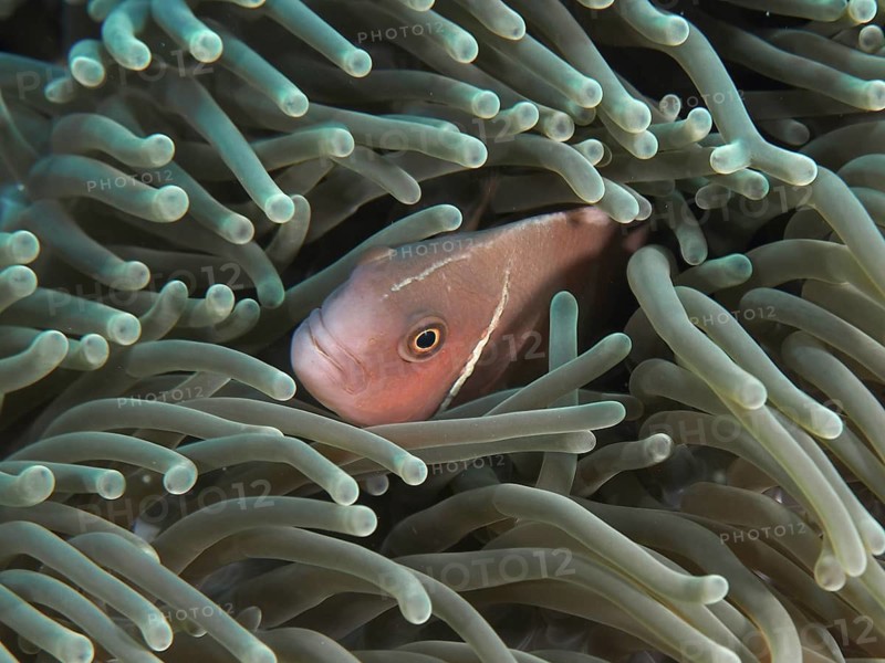 A clownfish, the banded anemonefish (Amphiprion perideraion), is hiding amongst the tentacles of a green sea anemone, at the Toyapakeh dive site, Nusa Ceningan, Nusa Penida, Bali, Indonesia