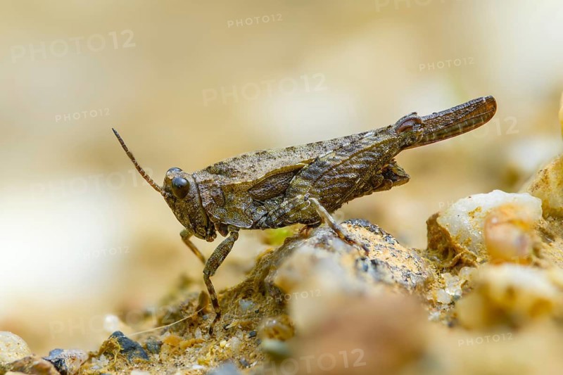 Cepero's groundhopper, sand groundhopper, tetrix ceperoi, western spinhopper, grasshopper, grasshopper, grasshopper, grasshoppers, insects