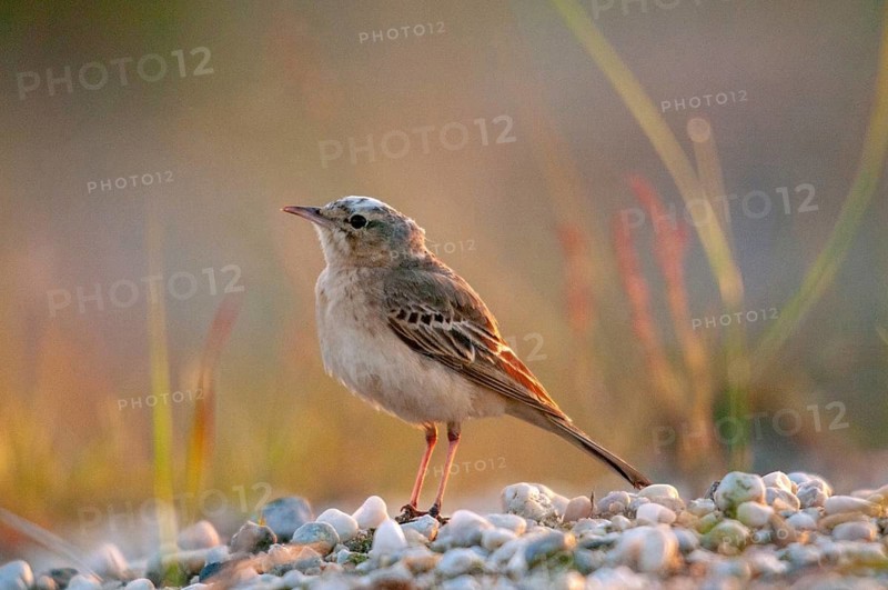 Anthus campestris, Brachpieper, Brandenburg, Germany, Nabu, national natural heritage, natural paradise Grünhaus, tawny pipit, post-mining landscape, birds, green house, male, passeri, songbirds, birds