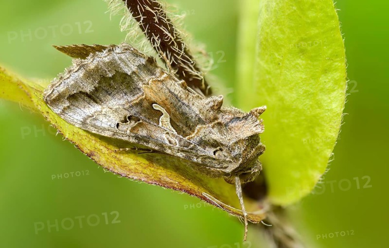 Autographa gamma, owl moth, gamma owl, noctuidae, pistol owl, butterfly, insects, moths, moths, moths, butterfly, silver y