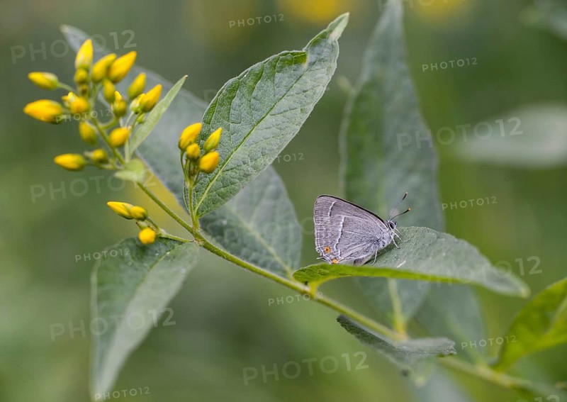 Blue oaktip, oak-pointed wielder, Favonius quercus, Neozephyrus quercus, Quercusia quercus, butterfly, insects, purple hairstreak, butterflies, butterflies, butterflies