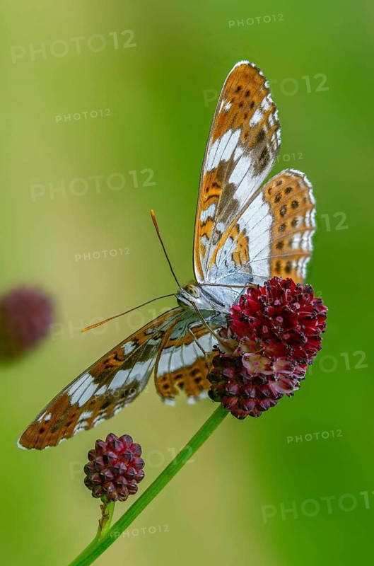 Small kingfisher, Ladoga camilla, limenitis camilla, white admiral, butterfly, high size, portrait format, insects, butterfly, butterflies