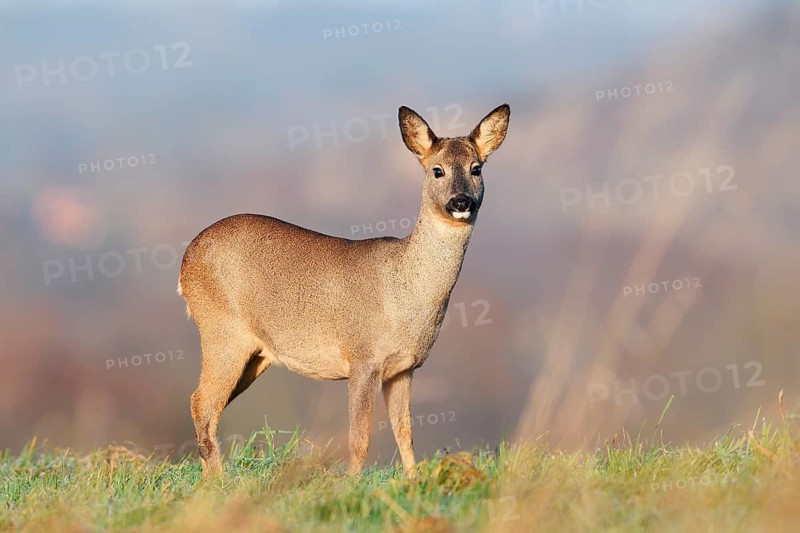 European roe deer (Capreolus capreolus), doe standing in a meadow, Lower Saxony, Germany