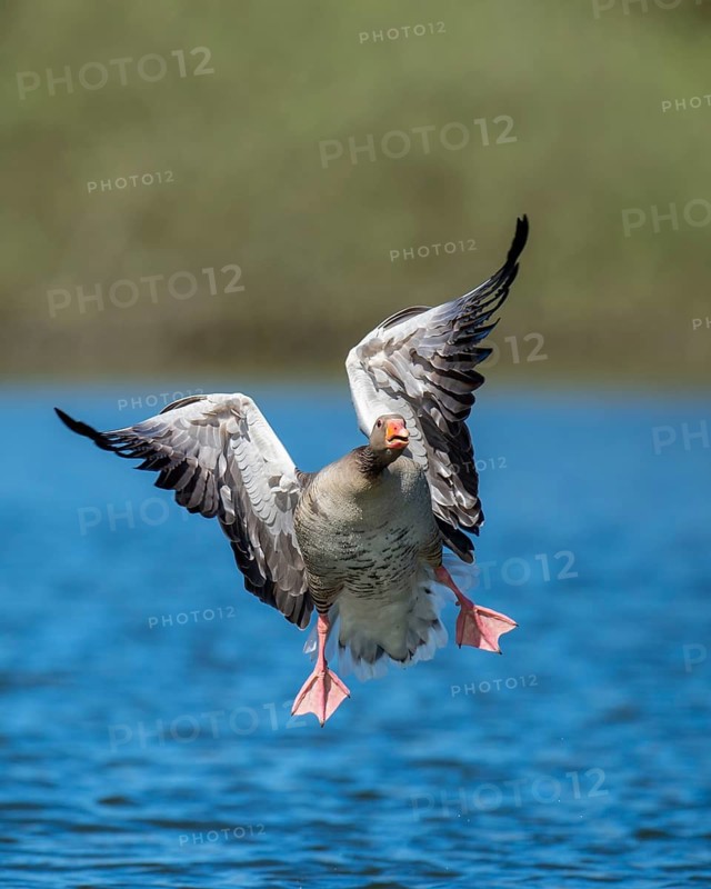 Greylag Goose (Anser anser) in flight, Dümmer, Lembruch, Lower Saxony, Germany